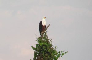 P1010161