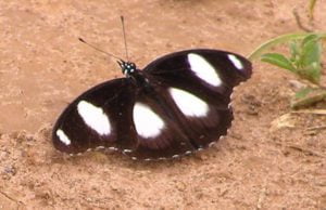 P1010225
