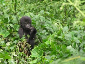 PB150291baby-gorilla-crop